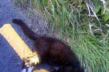 爱尔兰道路工人居然在小猫尸体上画路标线