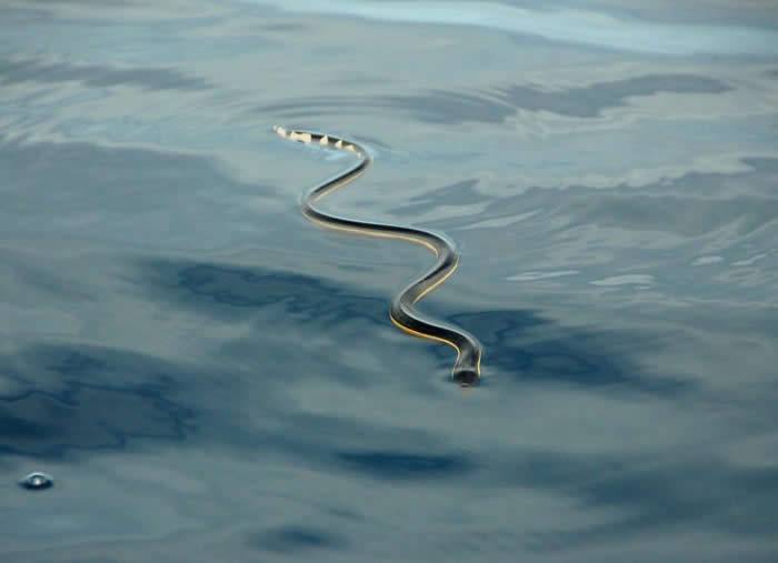 新研究揭示黑背海蛇如何喝到淡水