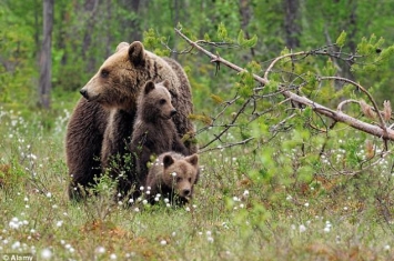 深受棕熊攻击事件困扰 意大利准捕杀保育类棕熊