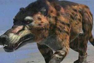 神农架驴头狼的真实图片，驴头狼身的诡异存在
