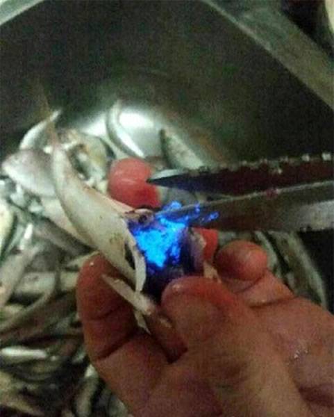 剖开鱼肚满满都是蓝光：原来是海萤（海里的萤火虫）