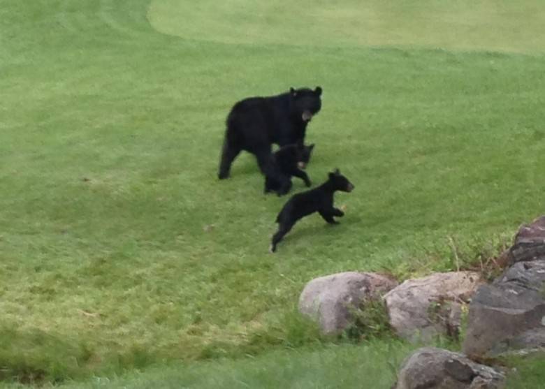 美国新泽西州高尔夫球场黑熊一家三口想打Golf？