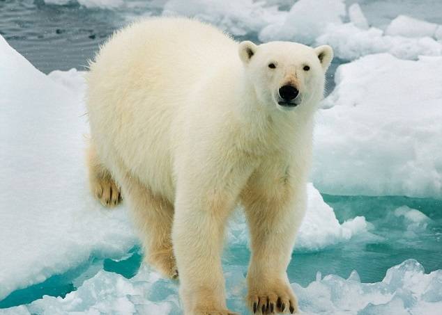 俄罗斯男子坠机后更遇北极熊