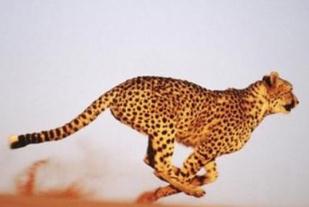 陆地跑得最快的动物，猎豹奔跑时速可达120千米(堪比汽车行驶高速公路)