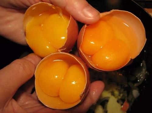 双黄蛋是怎么形成的