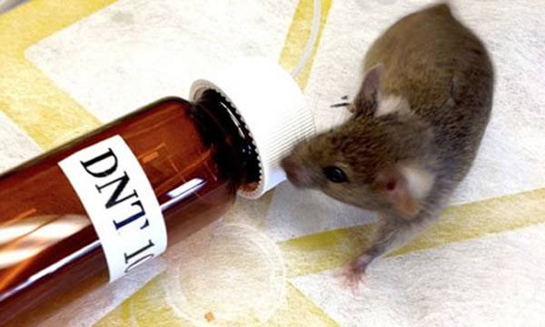 经过基因改造的实验室老鼠将用于寻找TNT爆炸物