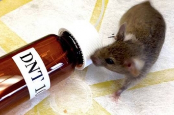 经过基因改造的实验室老鼠将用于寻找TNT爆炸物