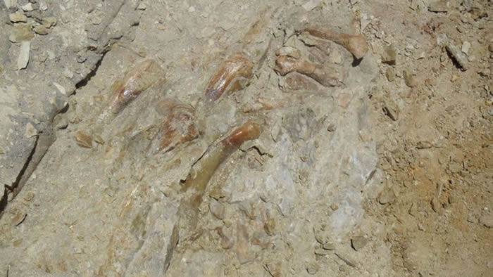 秘鲁发现的四足鲸类化石可以追溯到4300万年前
