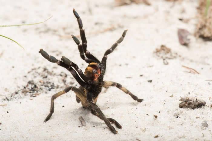 安哥拉发现在夜里伏袭猎物的背上长着怪角的新种毛蜘蛛Ceratogyrus attonitifer
