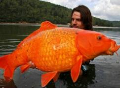世界上最大的金鱼，法国南部湖泊惊现27斤巨型金鱼(鱼缸放不下)