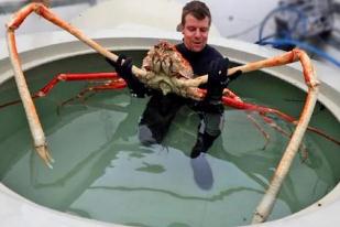 世界上最大的螃蟹，日本杀人蟹体长近4米/身上堪比一辆汽车