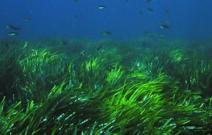 世界上寿命最长植物，波西多尼亚海草生存在地球10万年