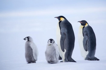 帝企鹅是最大的企鹅吗
