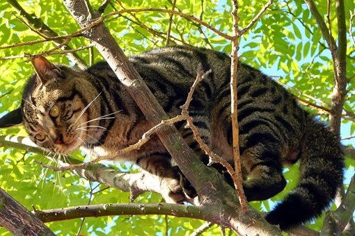 猫咪死后为何要挂在树上?这里有着怎样的传说?