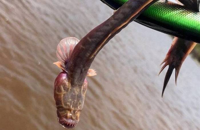 澳大利亚北部卡卡杜国家公园附近水中捕获罕见无眼怪鱼 专家称是“须鳗鰕虎鱼”