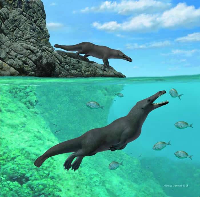 鲸鱼及海豚的祖先Peregocetus pacificus竟是有四只脚的水陆两栖动物