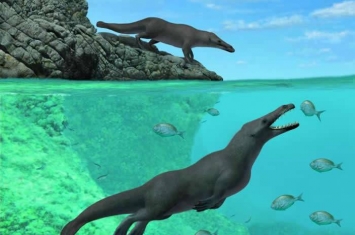 鲸鱼及海豚的祖先Peregocetus pacificus竟是有四只脚的水陆两栖动物