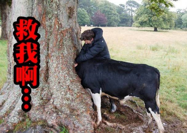 英国康沃尔郡一头牛的头卡在树洞中 解救后另一头牛又把头塞进去