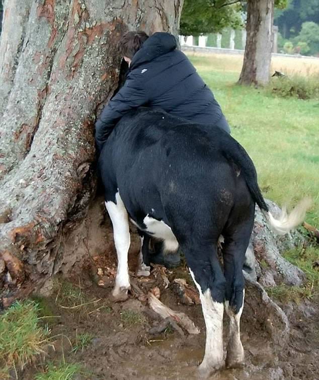 英国康沃尔郡一头牛的头卡在树洞中 解救后另一头牛又把头塞进去