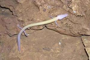 四川发现一条幼龙，竟是最像龙的生物洞螈(宛如真龙在世)