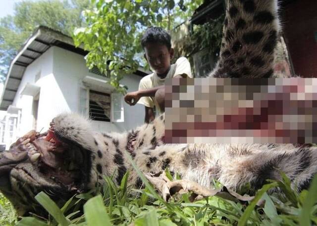 印度豹袭击伤5人 村民乱棍打死烧尸