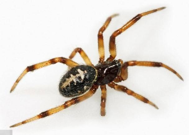 英国北爱尔兰妇人遭全英最毒的“假寡妇蜘蛛”咬伤