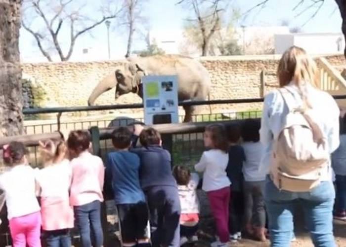 “世界上最悲惨大象”法维亚历经长达43年独居囚禁后终在西班牙科尔多瓦动物园安乐死