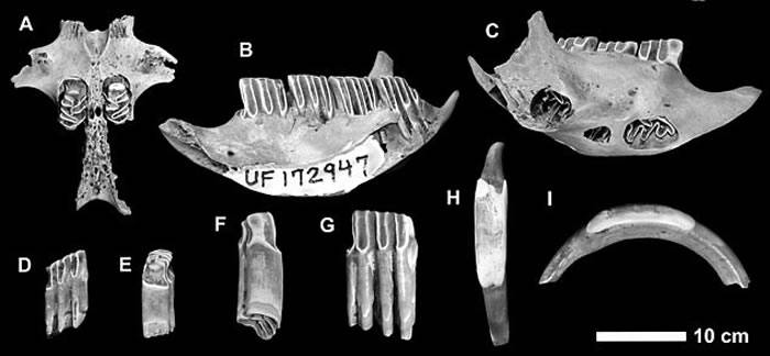 北美洲英国属地开曼群岛发掘出300年历史灭绝动物遗骸 属于新品种哺乳动物