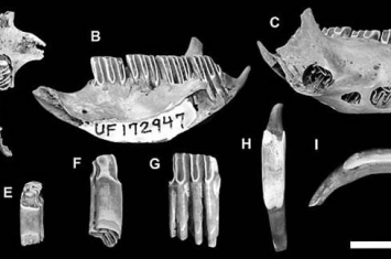 北美洲英国属地开曼群岛发掘出300年历史灭绝动物遗骸 属于新品种哺乳动物