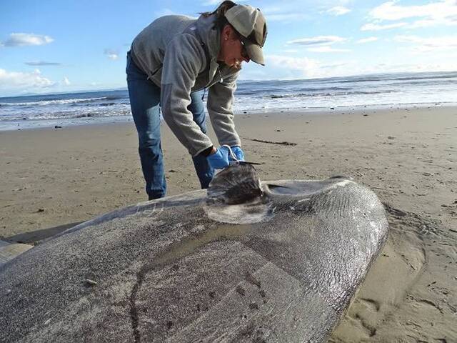 美国南加州海滩2米长巨鱼被冲上岸 专家发现是极为罕见的翻车鱼品种“骗子翻车鱼”