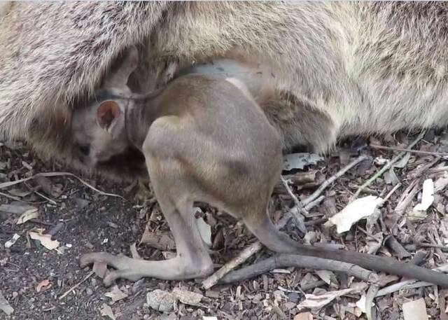 澳洲短耳岩袋鼠妈妈被车撞死 遗孤拼命想爬回母亲袋中