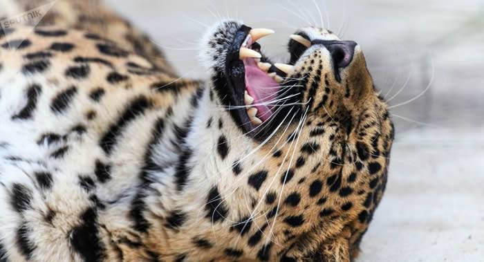狩猎监督官在俄罗斯联邦滨海边疆区发现一只远东豹被另一只猛兽咬成重伤