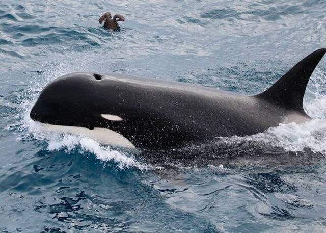 智利南部发现罕见品种杀人鲸（虎鲸）Type D
