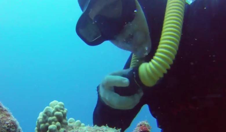 美国夏威夷搞怪潜水员利用清洁虾“刷牙”