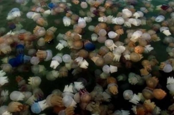 泰国帕安岛现剧毒箱型水母 女泳客被螫伤致命