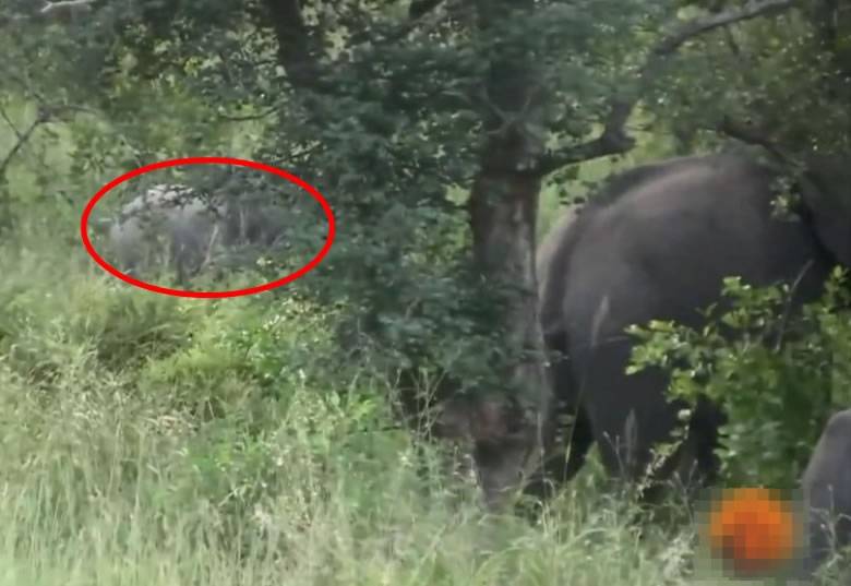 非洲小象与一群雀鸟在玩“捉迷藏”