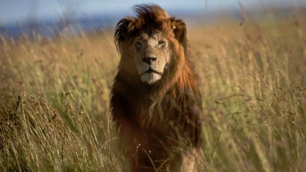 津巴布韦狮子王塞西尔遭猎杀引起全球公愤 美国达美航空宣布禁止托运大型猎物