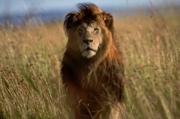 津巴布韦狮子王塞西尔遭猎杀引起全球公愤 美国达美航空宣布禁止托运大型猎物