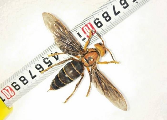 云南省普洱市与缅甸交界地区发现世界上最大的虎头蜂 可能是中国独有新亚种