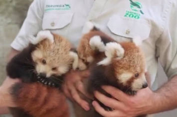 保育组织作红娘 澳洲新省动物园罕有诞小熊猫三胞胎