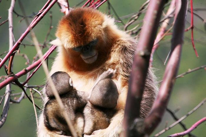 新研究发现在中国秦岭山出没的川金丝猴会照顾其他猴子的小孩