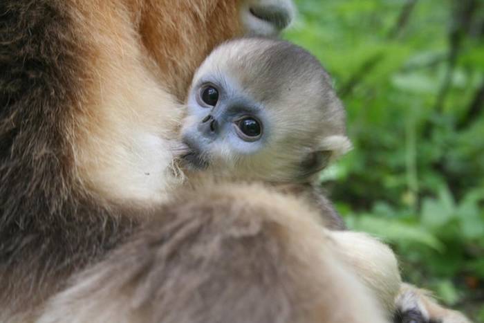 新研究发现在中国秦岭山出没的川金丝猴会照顾其他猴子的小孩