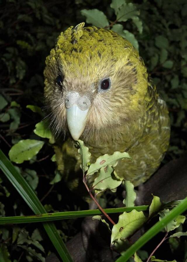 科学家发挥创意拯救新西兰不能飞的呆萌鹦鹉——鸮鹦鹉