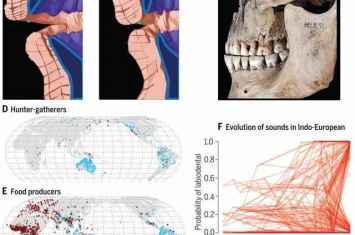 人类声音系统由新石器时代以后的咬合结构变化所形成