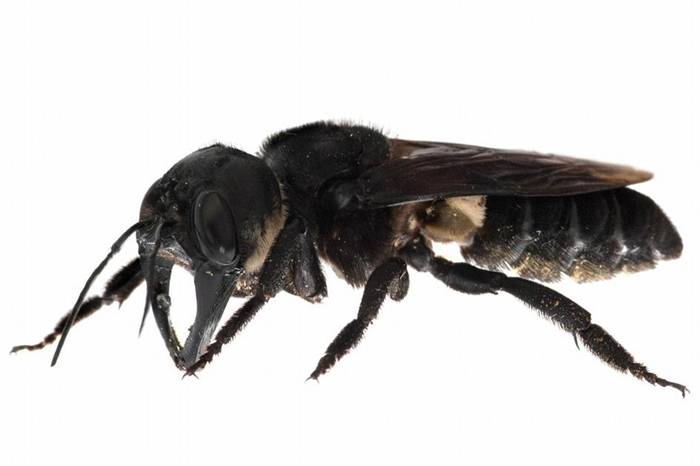 世界最大蜜蜂原来没绝种 消失超过一世纪的“华莱士巨蜂”回来了