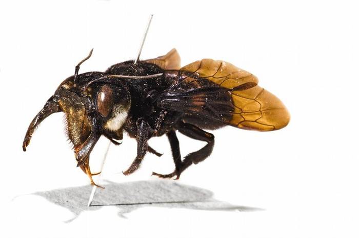 世界最大蜜蜂原来没绝种 消失超过一世纪的“华莱士巨蜂”回来了