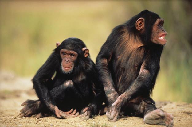 美国曼哈顿最高法院法官裁定黑猩猩不享有“人权”