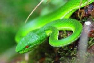 世界上年龄最大的蛇，绿茸线蛇寿命可达20万岁(未证实)