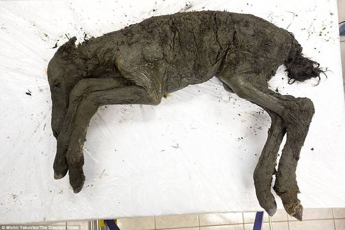 在俄罗斯发现的4.2万年前灭绝动物“勒那马”（Equus lenensis）将复活
