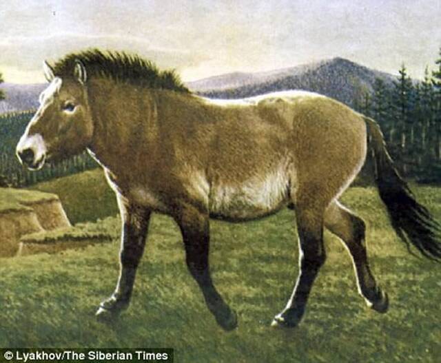 在俄罗斯发现的4.2万年前灭绝动物“勒那马”（Equus lenensis）将复活